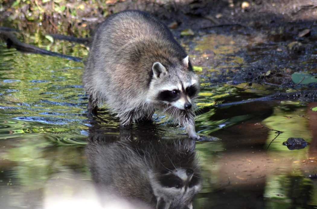 raccoon-g1491c78ab_1920