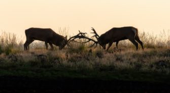 Rhön – herrscht auch hier Inzucht beim Rotwild?