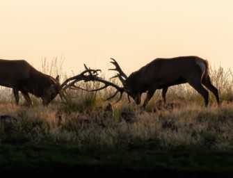 Rhön – herrscht auch hier Inzucht beim Rotwild?