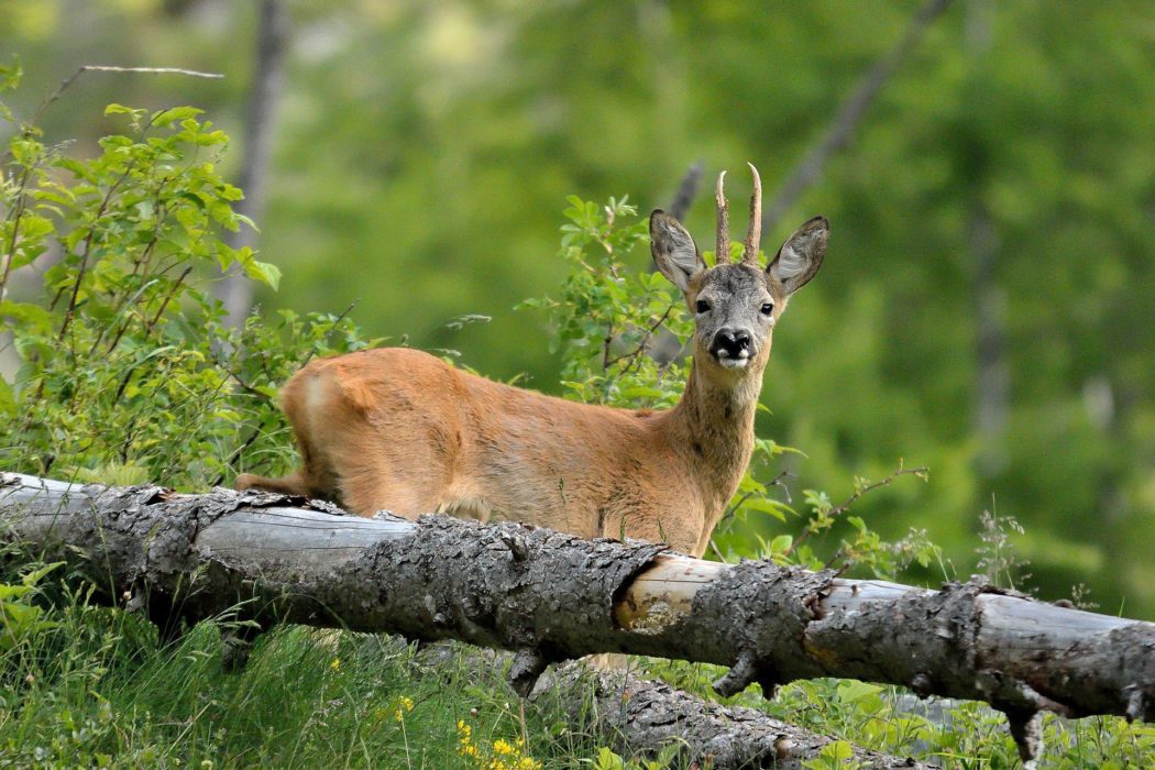 roe-deer-ge25fc0e84_1920