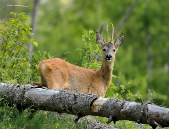 Rehwild und Wirtschaftswald – mehr Gelassenheit ist nötig