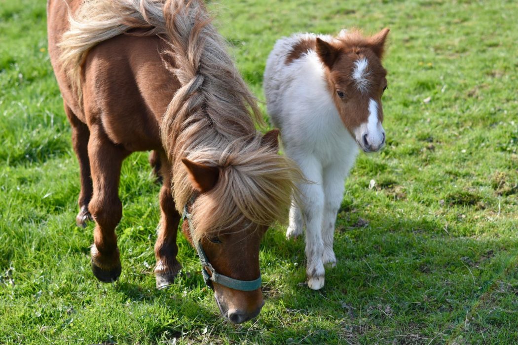 shetland-pony-g26ccd48e3_1920