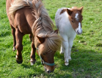 Ponys von Wölfen gerissen – Niedersachsen