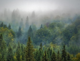 Mischwald auf Bestellung – Özdemir will den Wald umbauen
