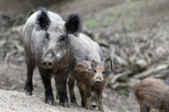 Es ist Drückjagd und die Frischlinge sind los