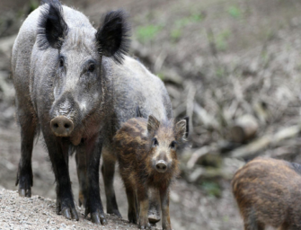 Es ist Drückjagd und die Frischlinge sind los