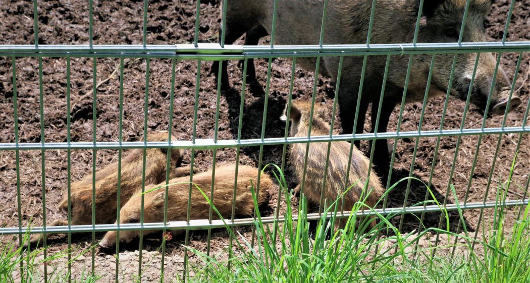 wild-pig-gb6d58844b_1920