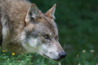 Uelzen – Junger Wolf von LKW getötet
