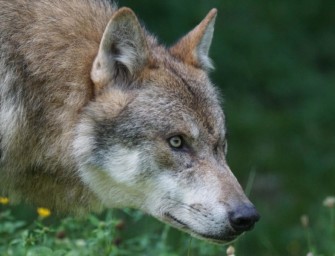 Uelzen – Junger Wolf von LKW getötet