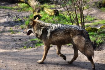 Wolfshybrid – in Thüringen sollen Welpen entnommen werden