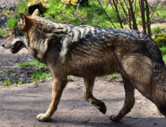 Wolfshybrid – in Thüringen sollen Welpen entnommen werden