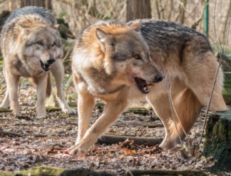 Sababurg – Hessischer Wolf beißt Jungen