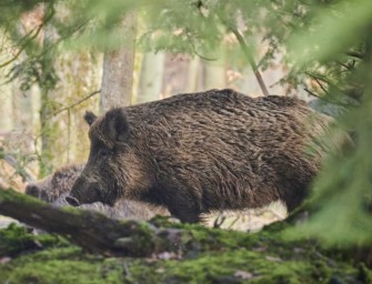 Jagdwilderei? In Niedersachsen könnte es einen neuen Fall geben