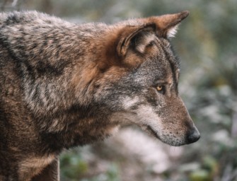 Olaf Lies – Wolf in Niedersachsen soll scharf bejagt werden