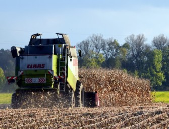 Rotte totgefahren – Traktorfahrer überfährt 8 Wildschweine