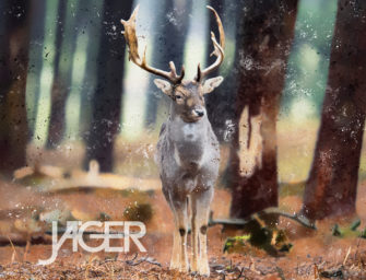 Wallpaper – Damhirsch JÄGER 10/2022
