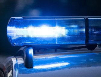 Polizei erschießt Wolf – Grauhund bei Greifswald getötet