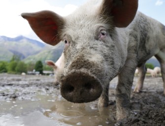 Russische Betriebe unter Druck – ASP bricht aus