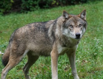 Falle fängt Wölfe – Graue Beute in Österreich