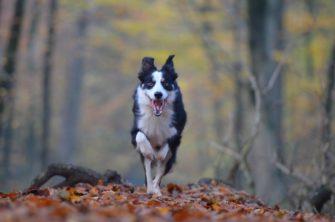 Wildernde Hunde unter Verdacht – Rehbock ausgeweidet
