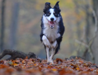 Wildernde Hunde unter Verdacht – Rehbock ausgeweidet