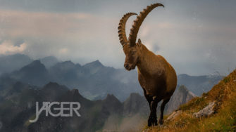 Wallpaper – Steinbock JÄGER 11/2022