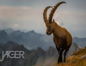 Wallpaper – Steinbock JÄGER 11/2022