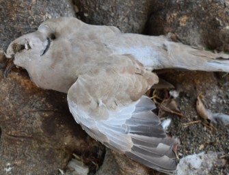 Vogelgrippe – folgt auf die Sommerwelle nun die Winterwelle?