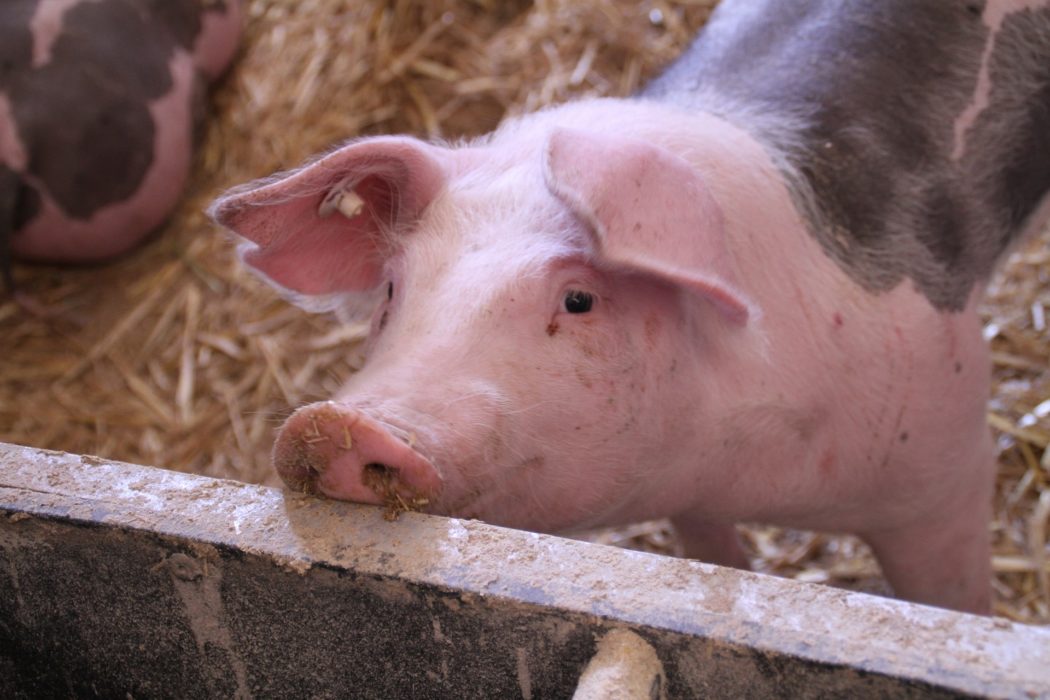 pig-4502063_1920