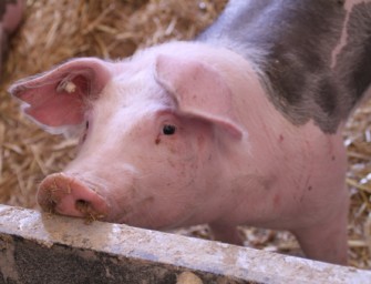 Tierhaltungskennzeichnung vom Kabinett gebilligt