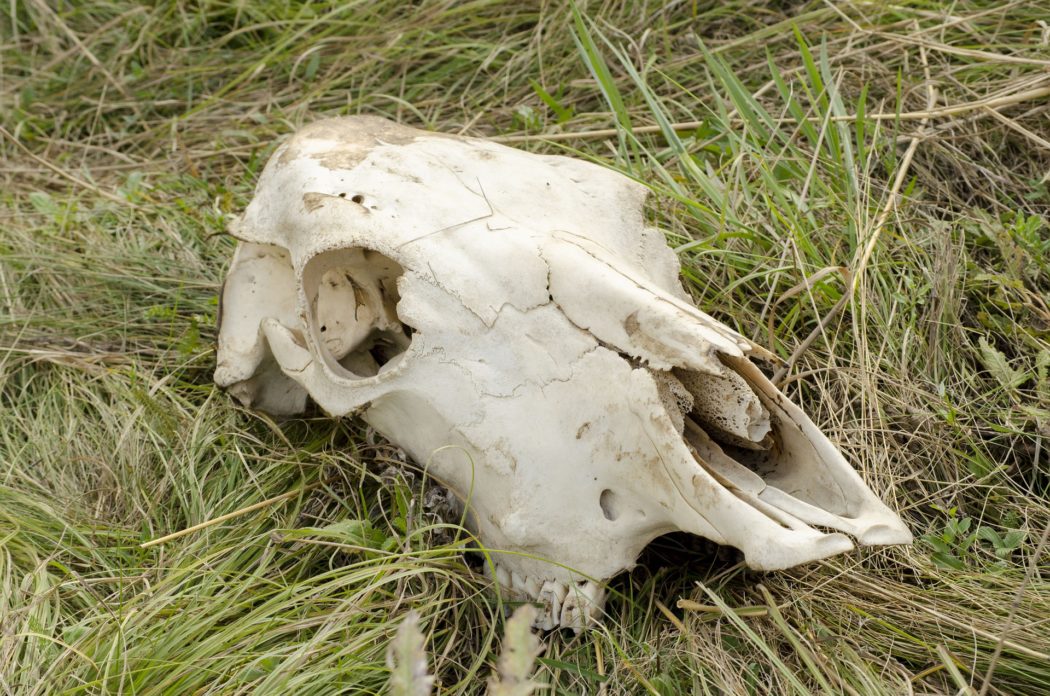 skull-gf726363ff_1920