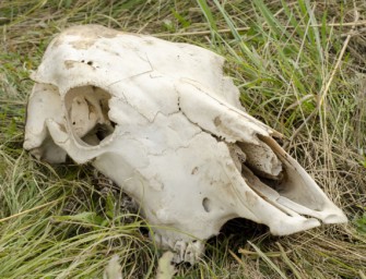 Wolfsrisse in der Region Hannover