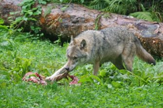 Politikum – Warum wird der Wolf nicht bejagt?