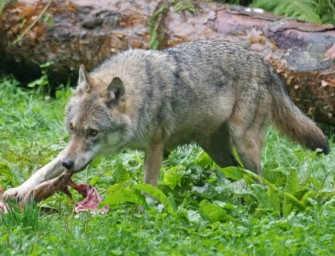 Politikum – Warum wird der Wolf nicht bejagt?