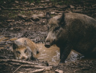 Wildschwein – Schwarzwildstrecken auf Rekordtief