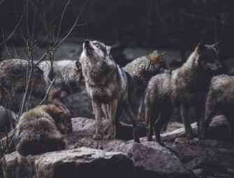 Räuber auf dem Vormarsch – Wolfsbestände steigen weiter