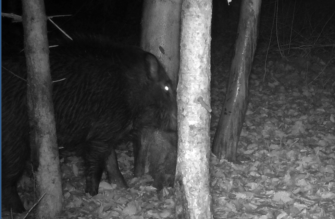 Wild Hub Black Attack – Sauen Lockstoff