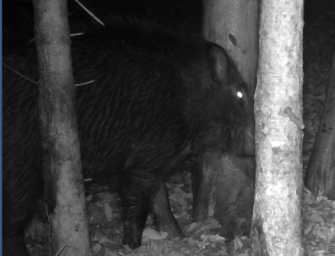 Wild Hub Black Attack – Sauen Lockstoff