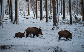 ASP-Bekämpfung – Sachsen fordert neue Wege