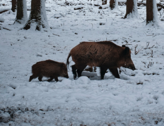 ASP-Bekämpfung – Sachsen fordert neue Wege