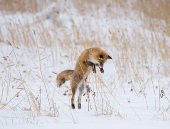 Fuchsjagd – die heiße Phase beginnt