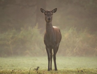 Wenig Strecke in Brandenburg – Wildbestand