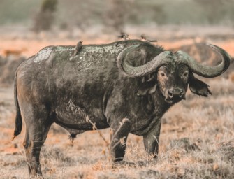 Austritt – Grüne gegen die Jagd