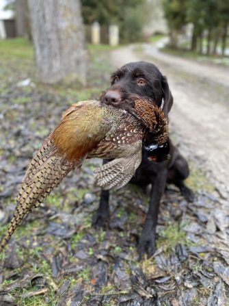 Hundeausbildung in Gefahr – Niedersachsen