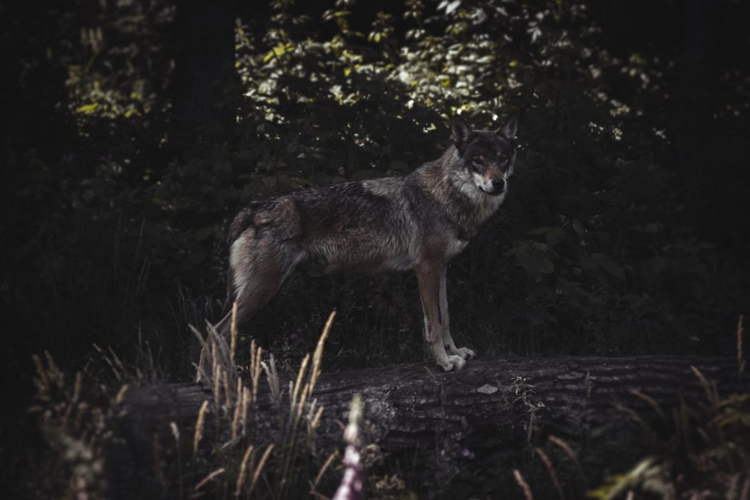 jannik-selz-d_4EmWeEsxU-unsplash