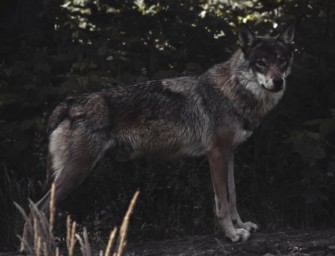 Scheulose Caniden – Wölfe dringen in Scheune vor