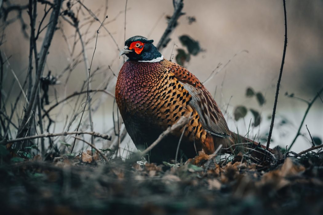 jonny-gios-efw6bC-DKrw-unsplash-2