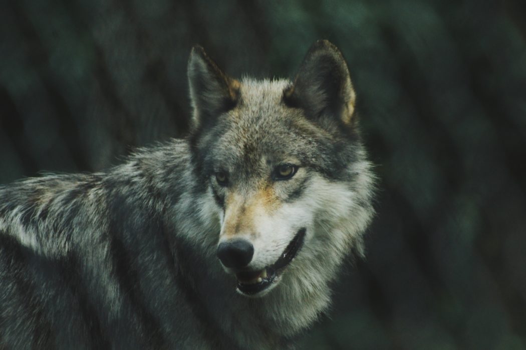 michael-larosa-kR1Aer8c_WI-unsplash