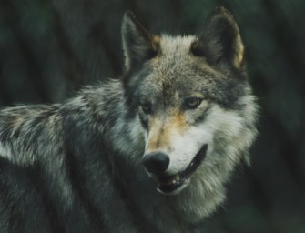 Aufbruch zur Jagd – Killerwolf soll erlegt werden