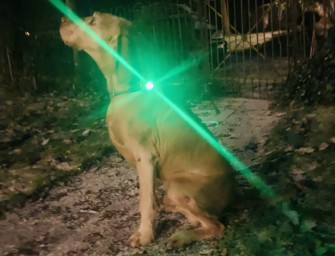 Das Orbiloc Safety Light schützt Sie und ihren Hund